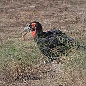 "Southern Ground Hornbill" Kruger National Park, South Africa